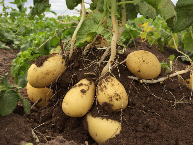 Fresh potatoes growing in field